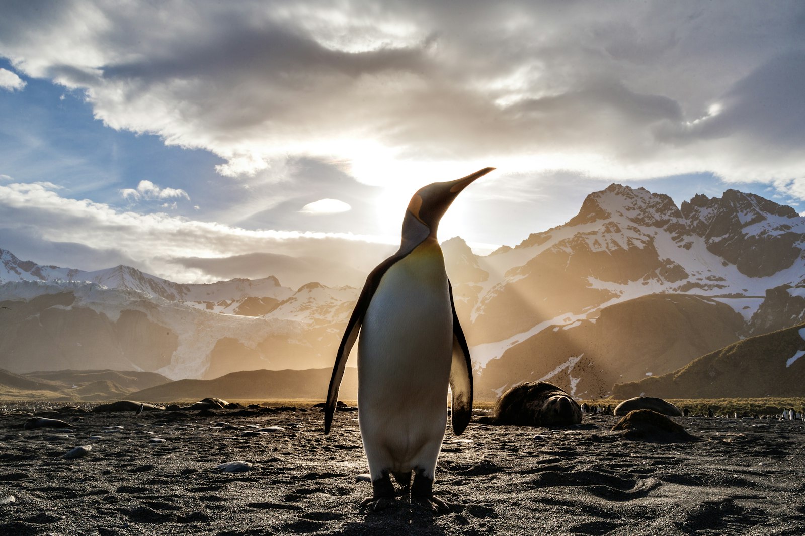 Ernest Shackleton Antarctica